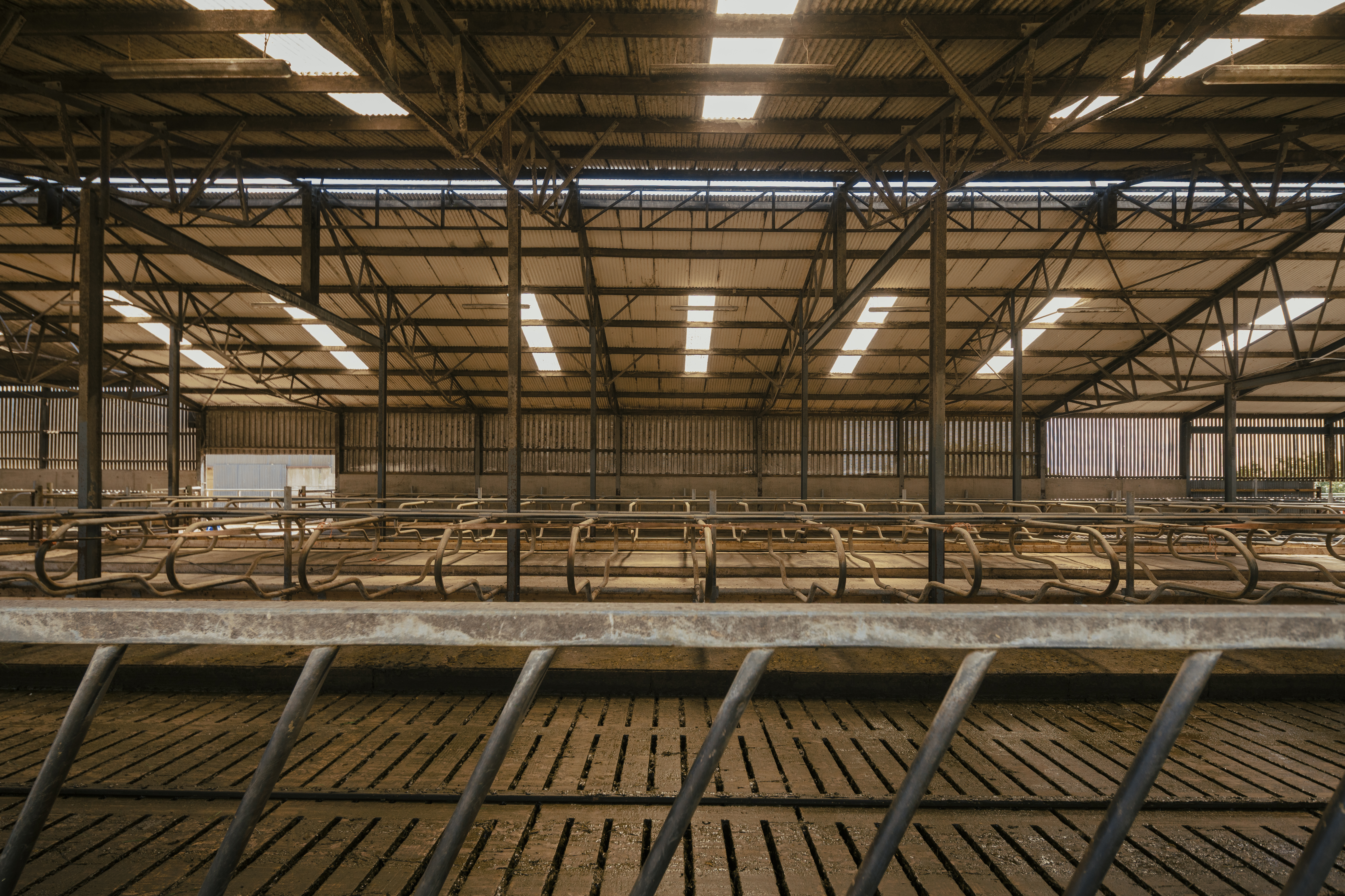 Winter Dosing for Cattle: A Practical Guide for Irish Farmers