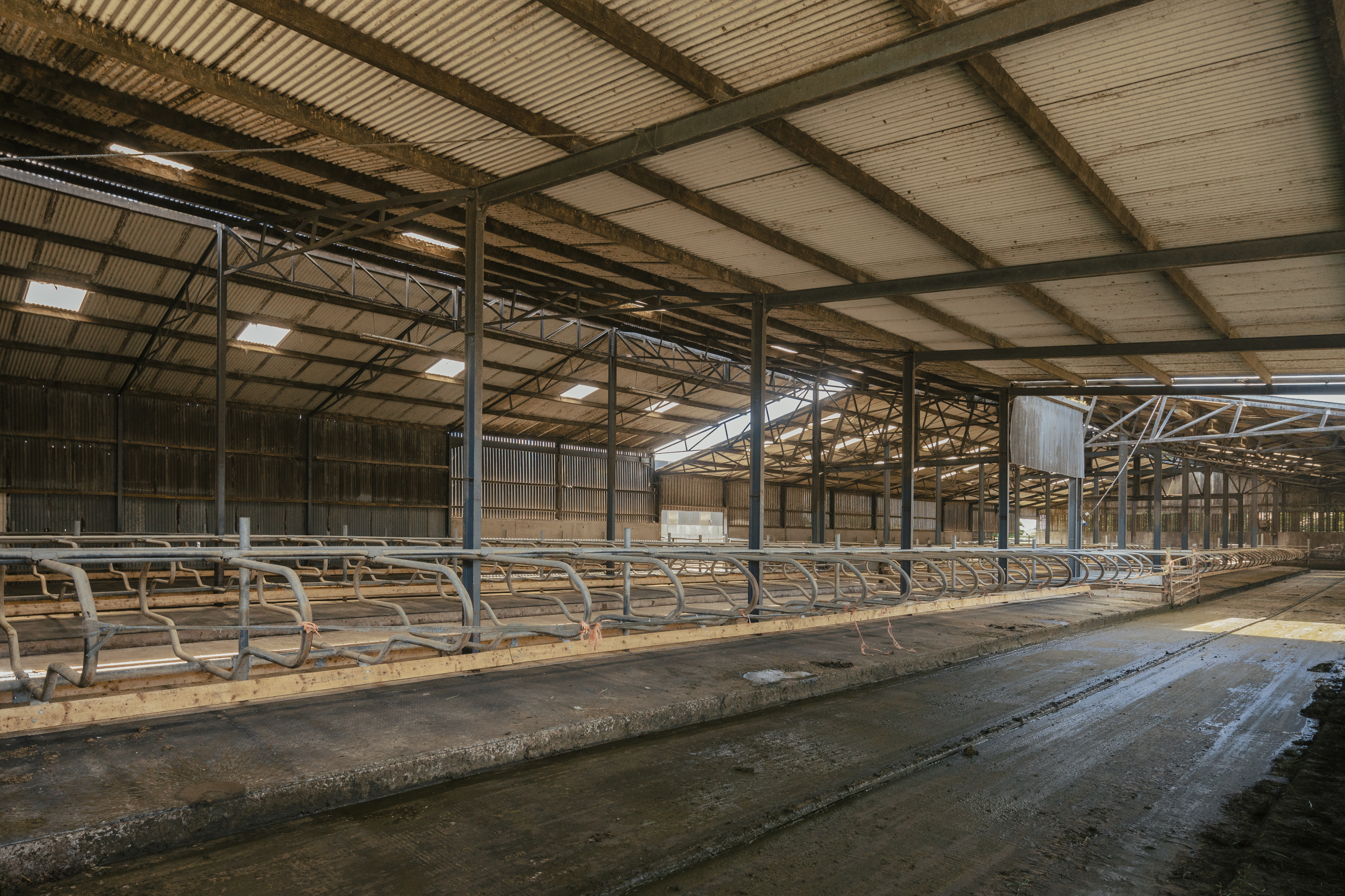 How Much Cubicle Lime Do I Need Per Cow?