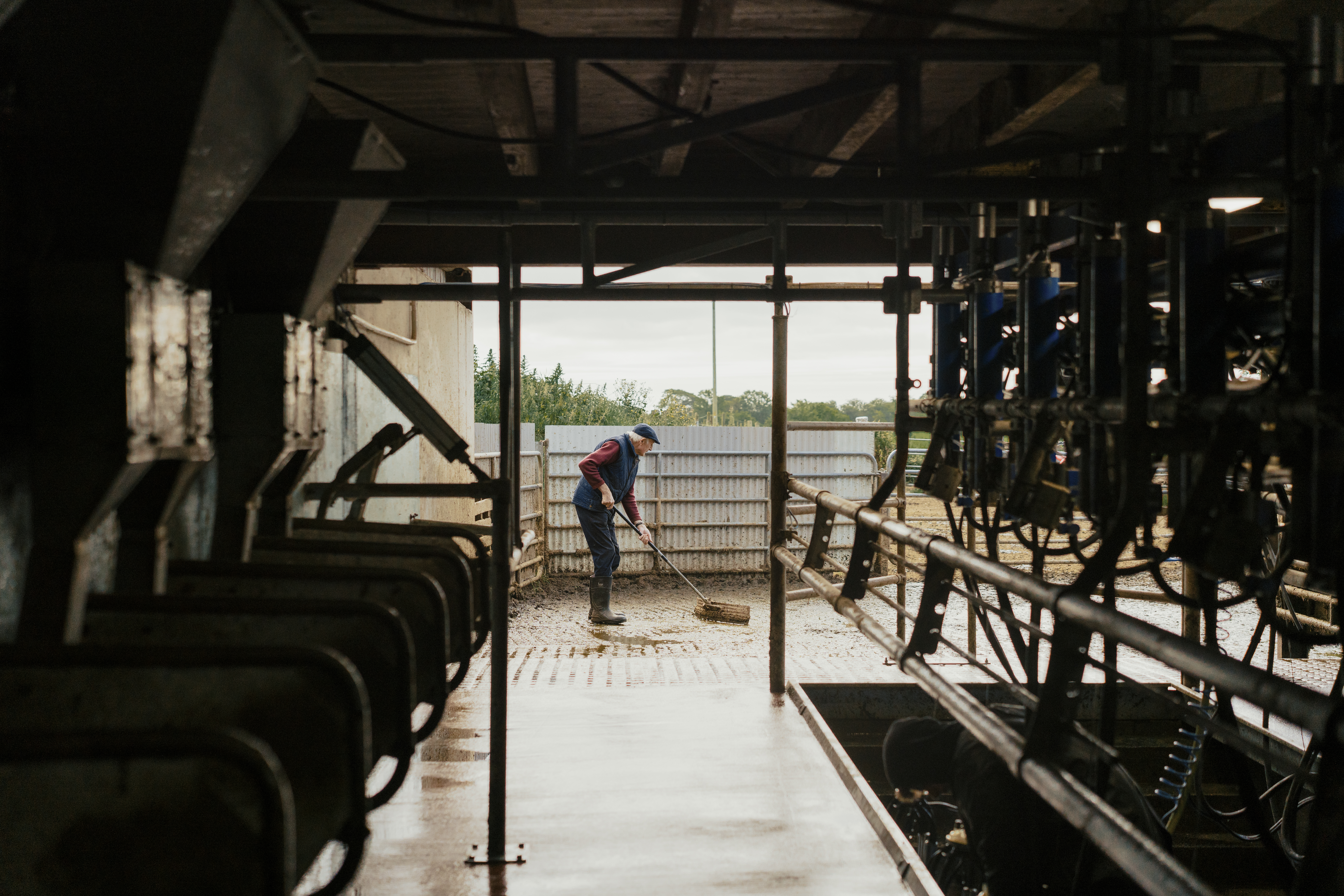 Dry Cow Management: Teat Sealers, Hygiene & Drying Off