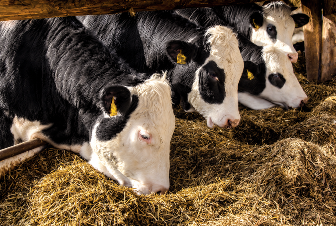 Pre-Calving Minerals: What to Feed, When to Start & Why It Matters