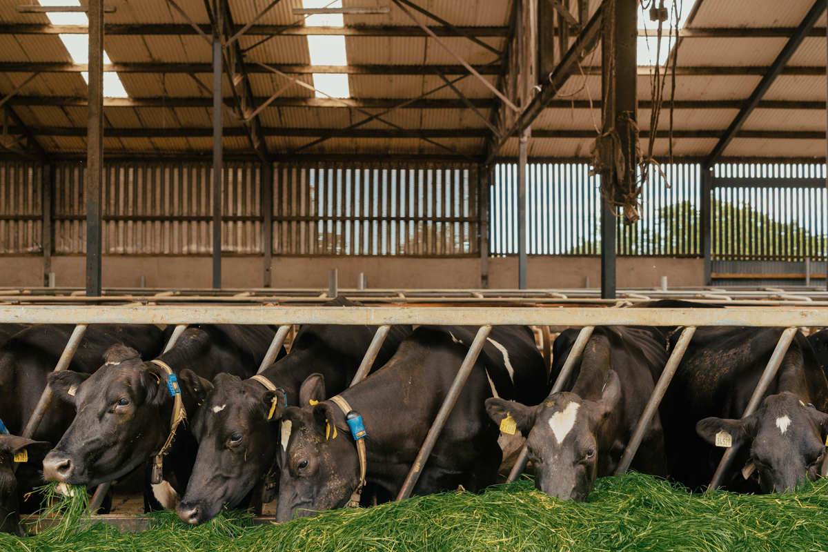 Mastitis Control Beyond the Parlour: Protecting Udder Health Across the Farm