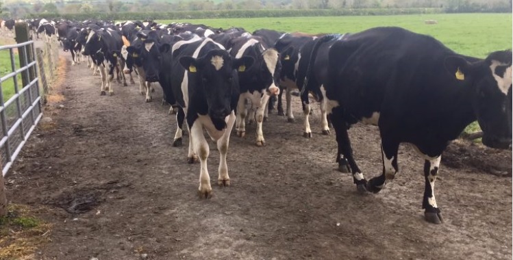A lame cow could cost a farmer up to €300 per year