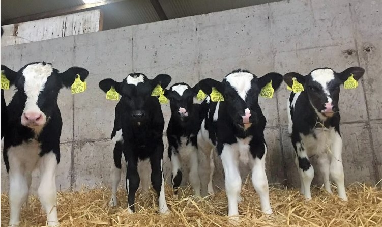 Health of calves to improve saleability this Spring.