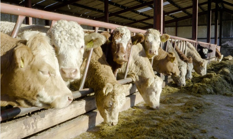 Tackling liver fluke this winter on cattle farms