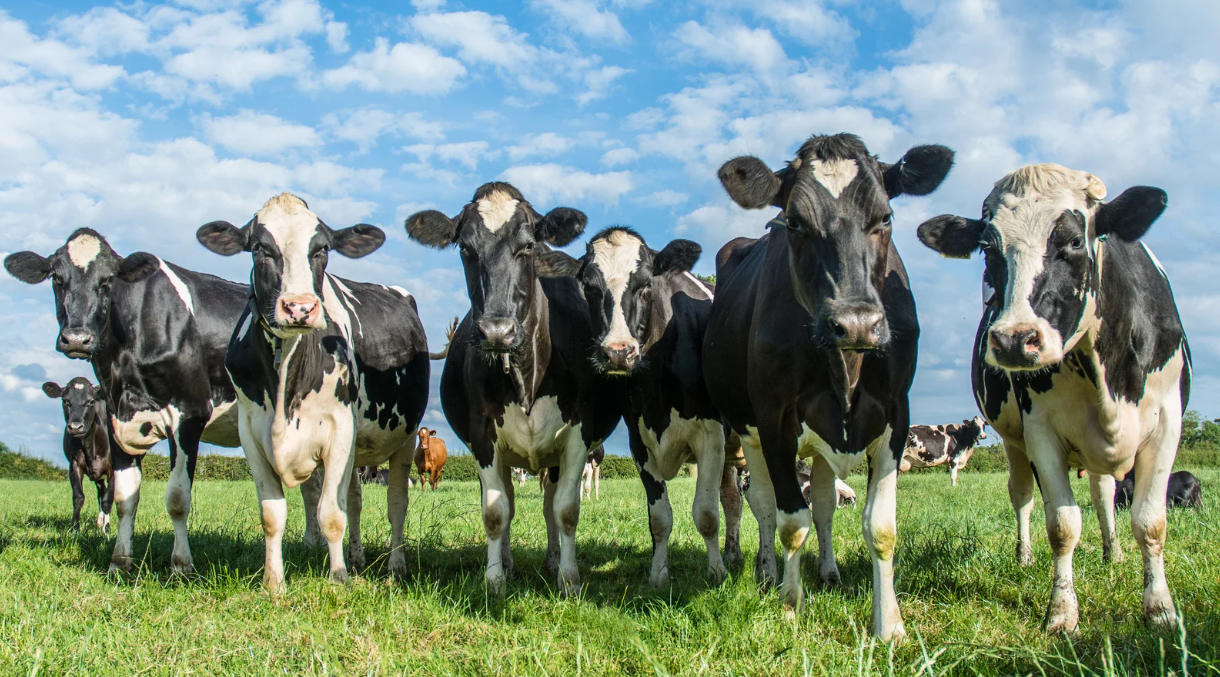 Tackling Lameness in Dairy Herds During Late Summer