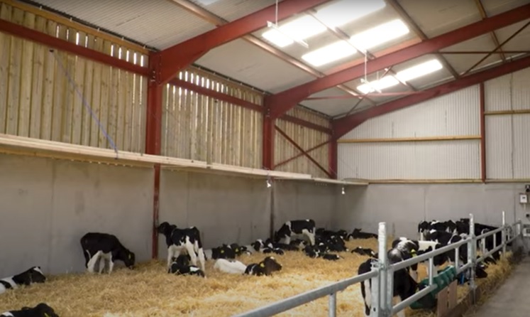 Perfecting conditions within calf housing this Spring