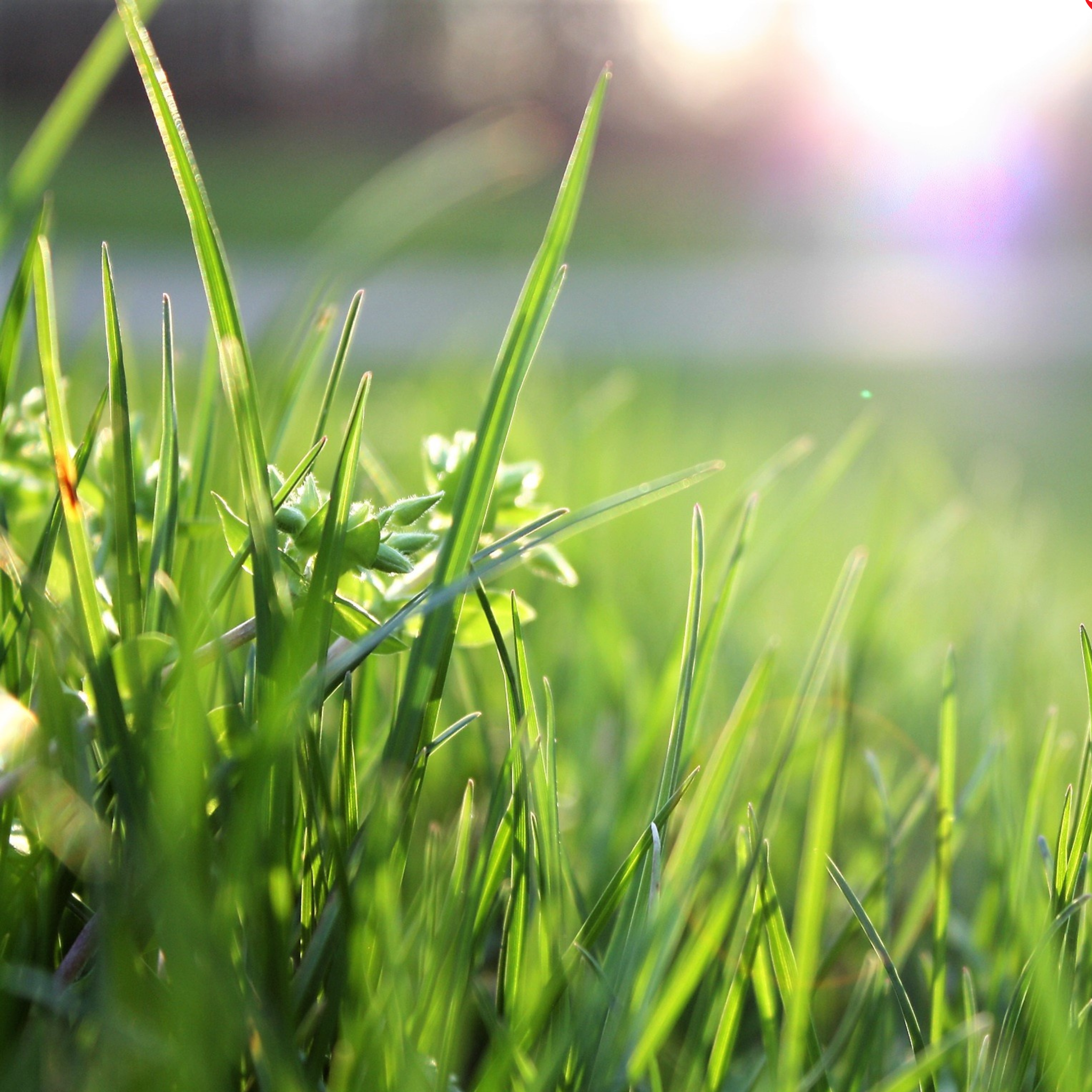 A Farmer’s Step-by-Step Guide to Grassland Reseeding  — image 1