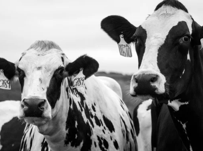 Protect Your Herd This Summer: Smart Strategies for External Parasite Control — image 1