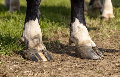 Keeping Cows on Their Feet: The Role of Hoof Care and Footbaths