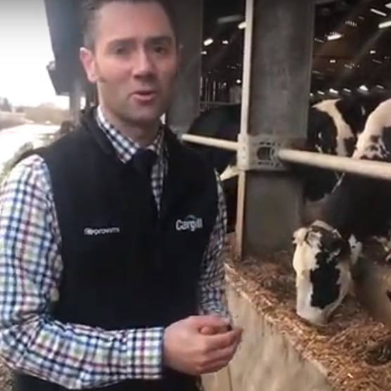 The Importance Of Feeding Transition Cow Minerals