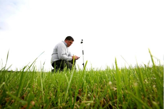 Docks can wreak havoc on grassland: Here’s some tips on how to control them