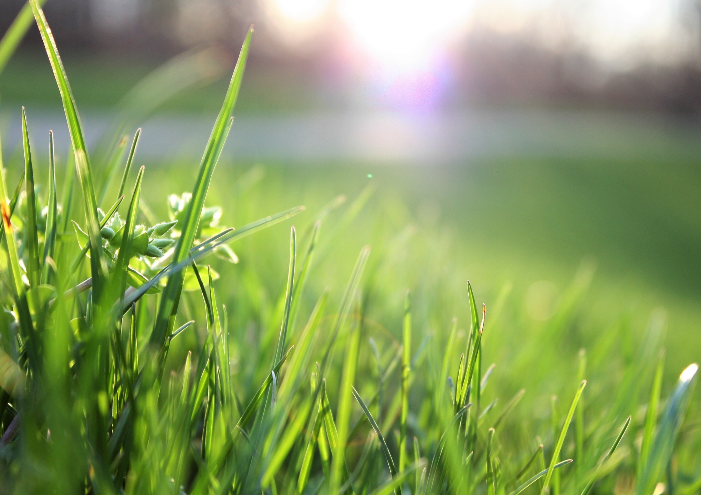 A Farmer’s Step-by-Step Guide to Grassland Reseeding 