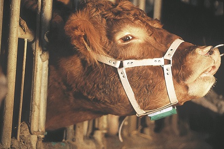 Bull Marking Harness Leather