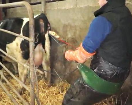 Calving Assist – image 2