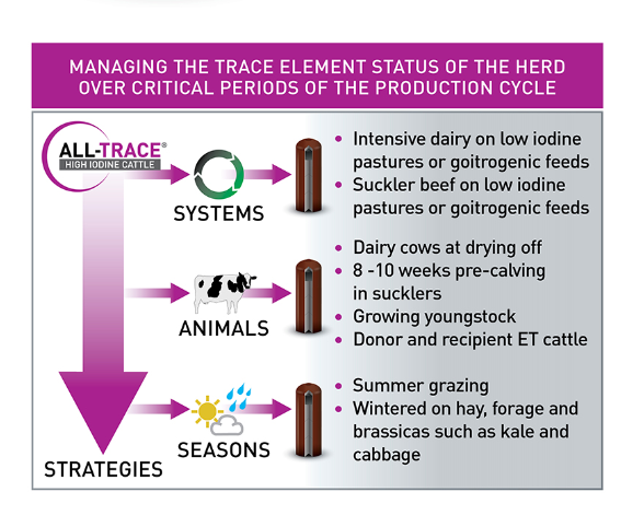 All Trace High Iodine Bolus for Cattle | Long-Acting Trace Element Supplement