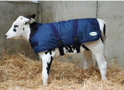 Calf Jacket Medium 75cm